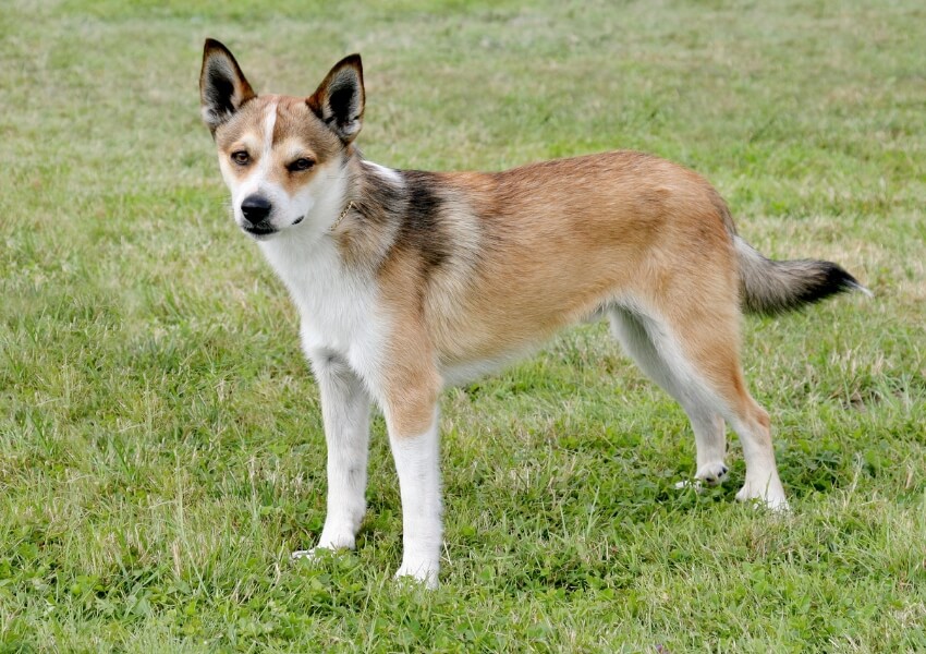 norsk-lundehund