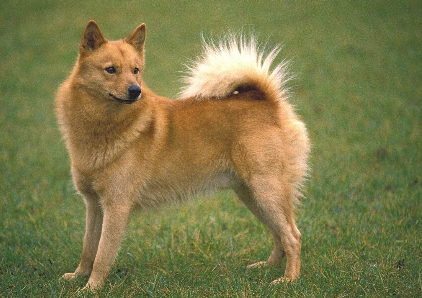 spitz-finlandese