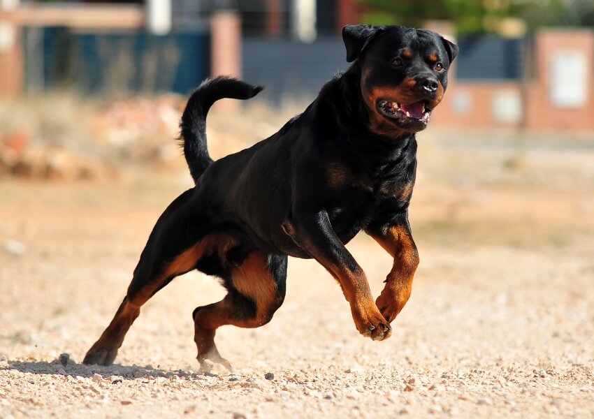 storia-del-rottweiler