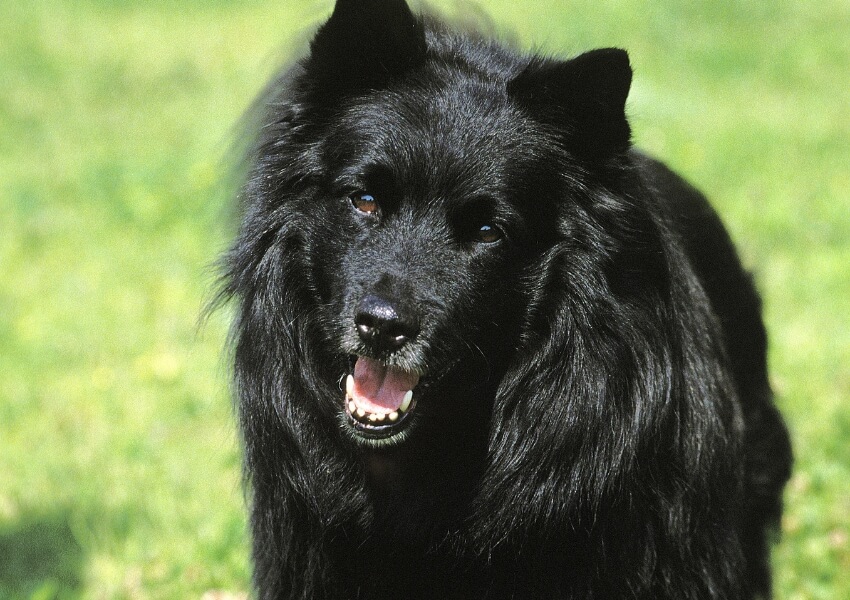 svensk-lapphund