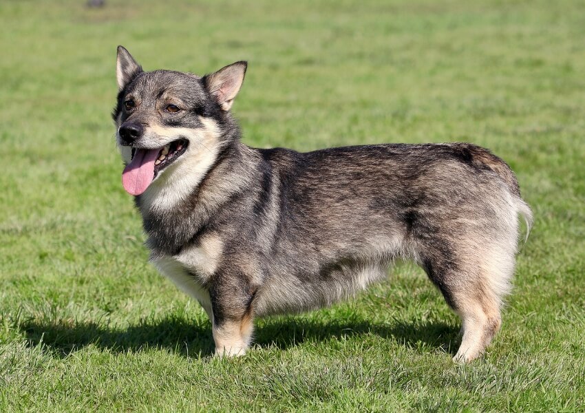 vallhund-svedese
