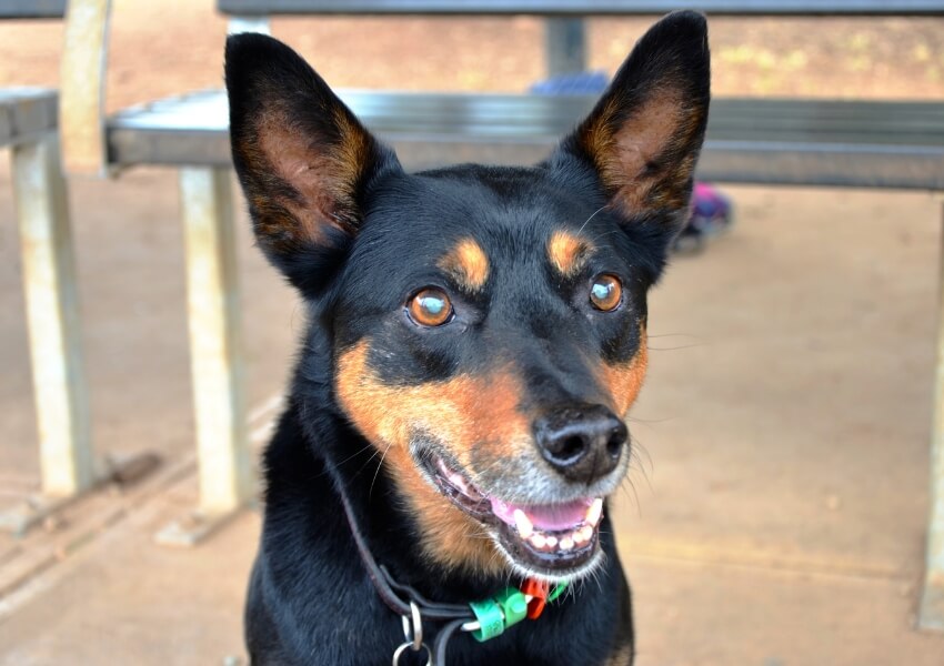 australian-kelpie-caratteristiche-fisiche