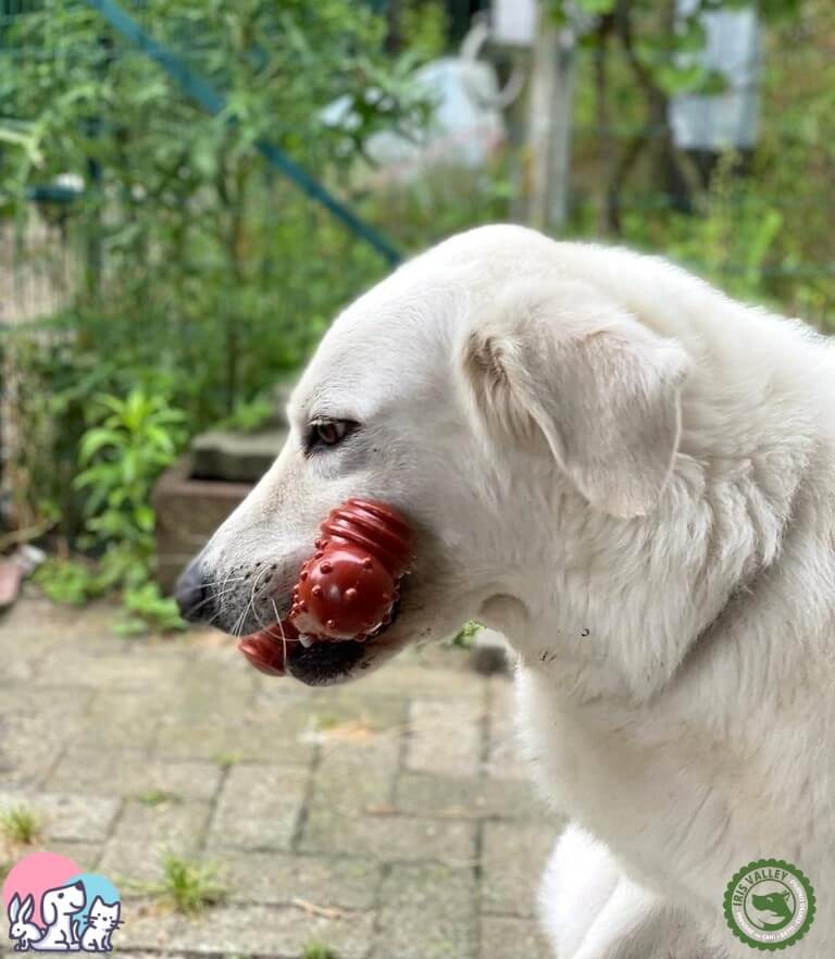 Akira con Nylabone Buffalo in bocca
