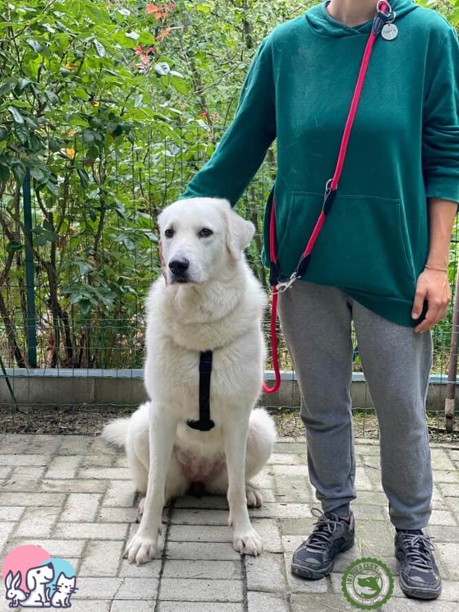 Akira con il guinzaglio da addestramento Lionto