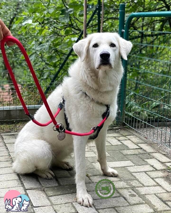 Akira con il guinzaglio da addestramento Lionto