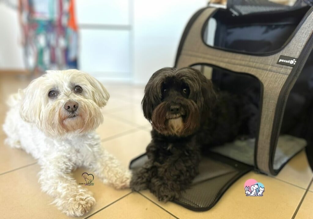 Craffen e Muffin in posa con lo zaino Pecute