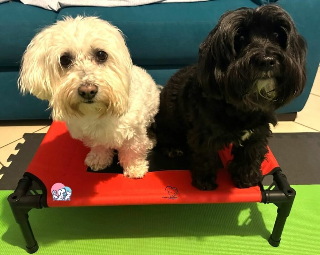 Craffen e Muffin sulla brandina
