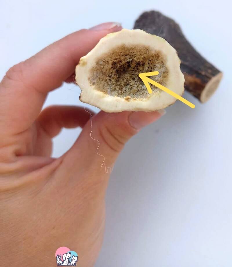 Interno osso di cervo dopo 20 minuti di masticazione