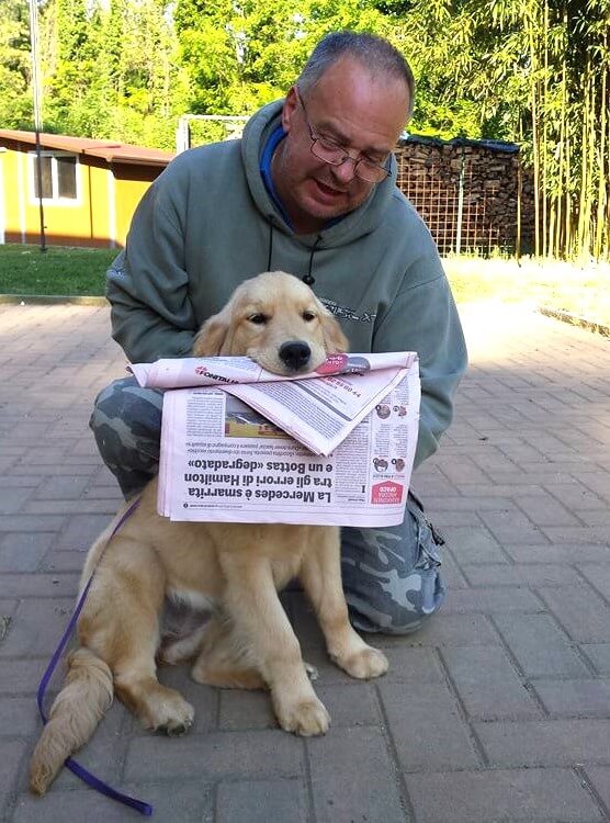 Ivan Vescovi - Allevamento Golden Retriever