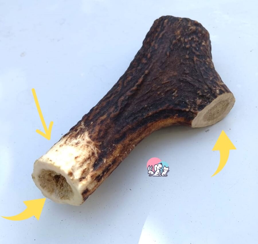 Lato consumato del corno di cervo dopo 20 minuti di masticazione Golden Retriever