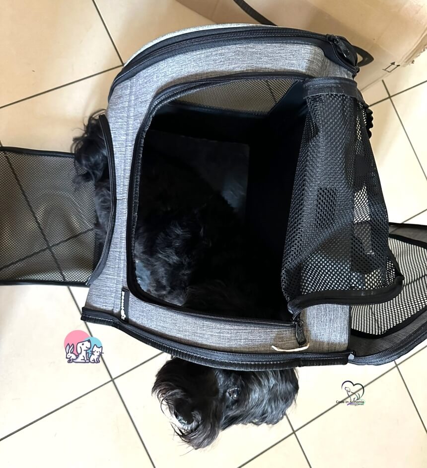 Zaino per cani aperto con mio cane Muffin all'interno
