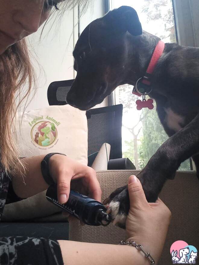 usando il tagliaunghie per cani