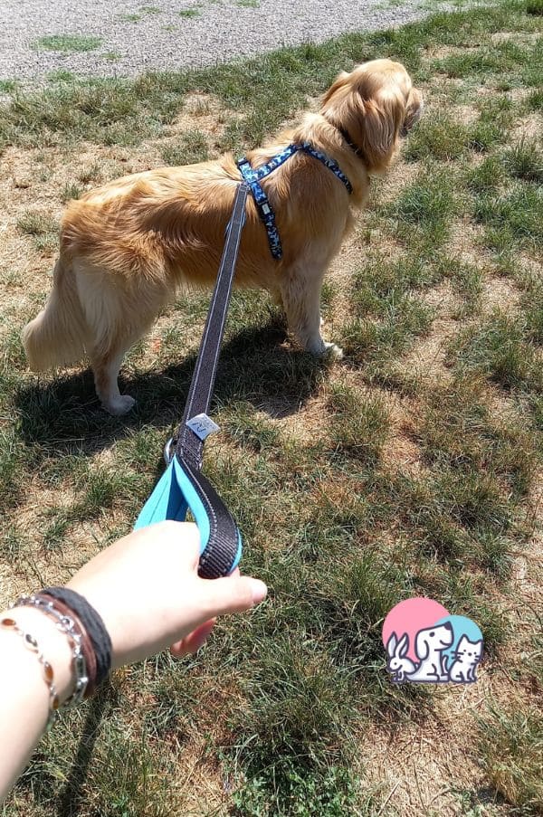 Guinzaglio-Happylax-a-passeggio