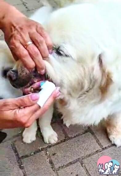 Spalmare la pasta dentifricia Vetocanis sui denti del cane