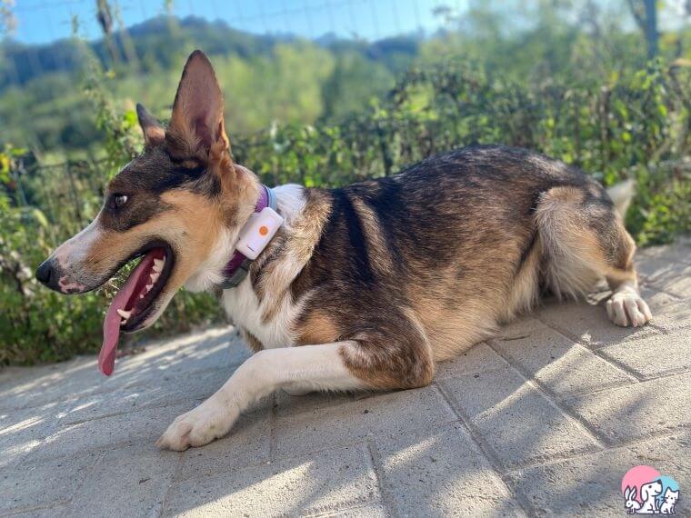 Cane da pastore con GPS Weenect sul collare