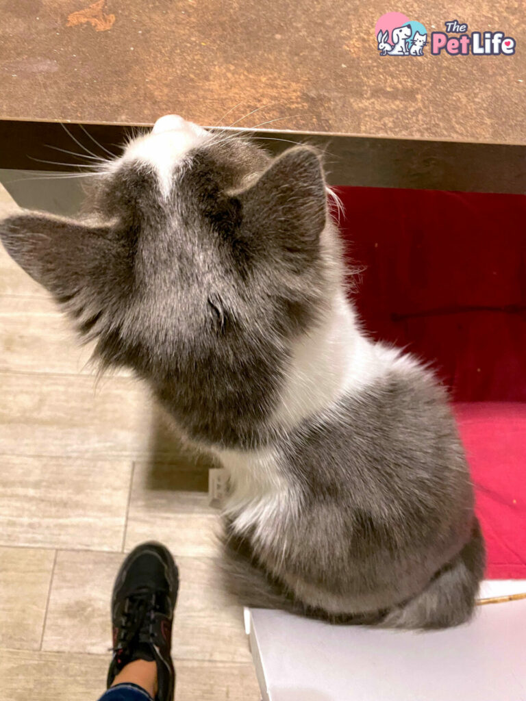 Pelo di Percy dopo shampoo Menforsan