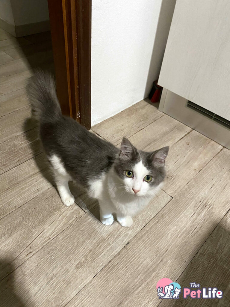 Percy prima dello shampoo Menforsan