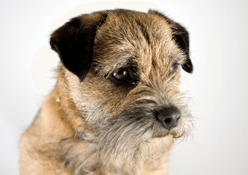 Affen Border Terrier 1