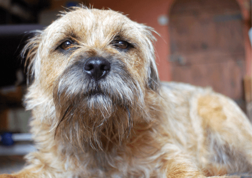 Affen Border Terrier 2