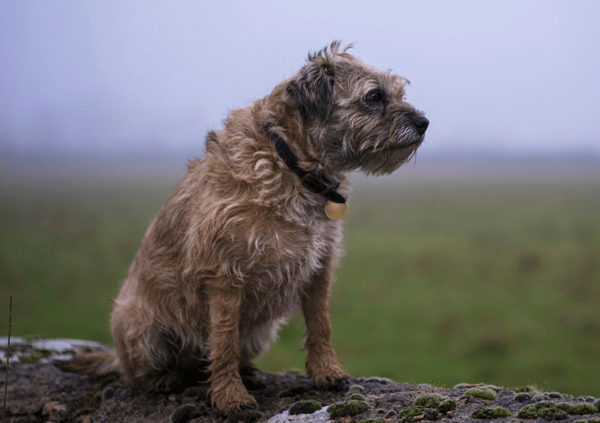 Affen Border Terrier 3