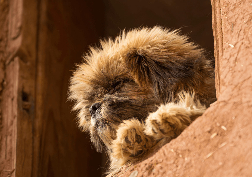 Affenpinscher 1