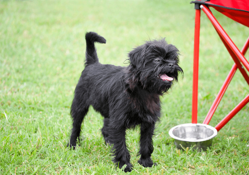 Affenpinscher 2