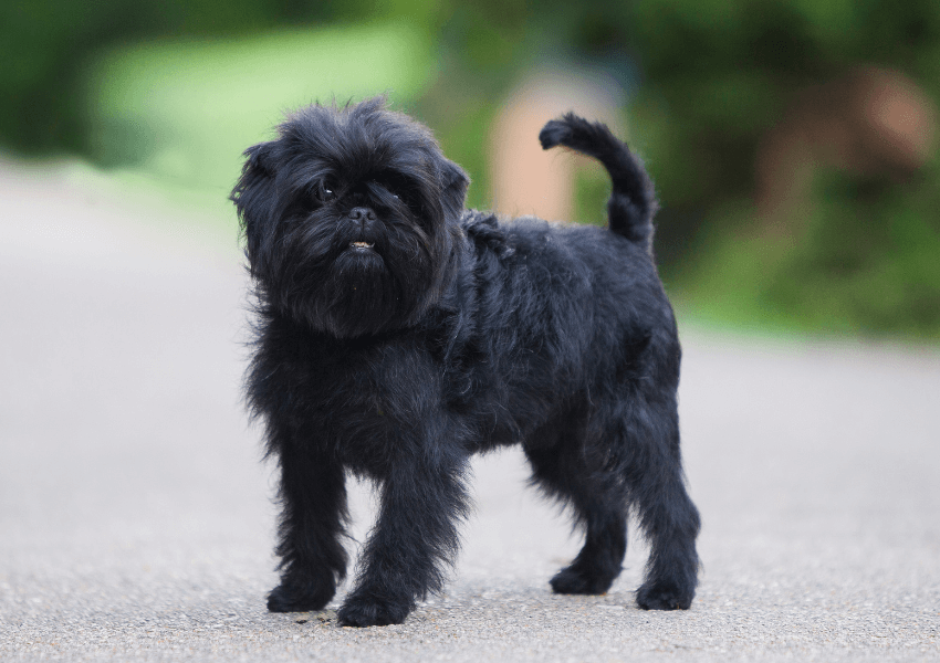 Affenpinscher 3