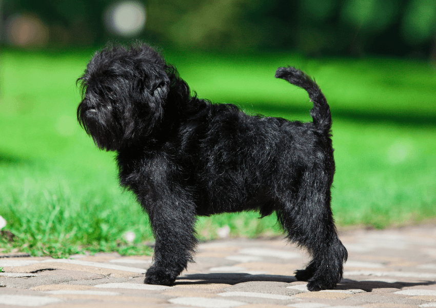Affenpinscher 4