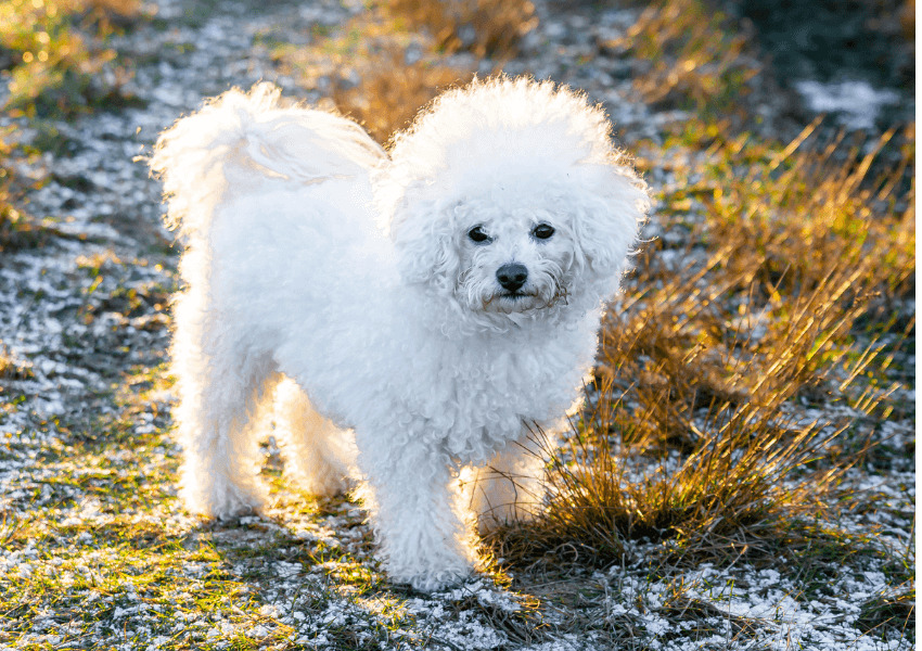 Bichon Frisé