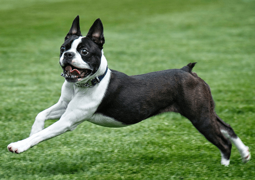 Boston Terrier