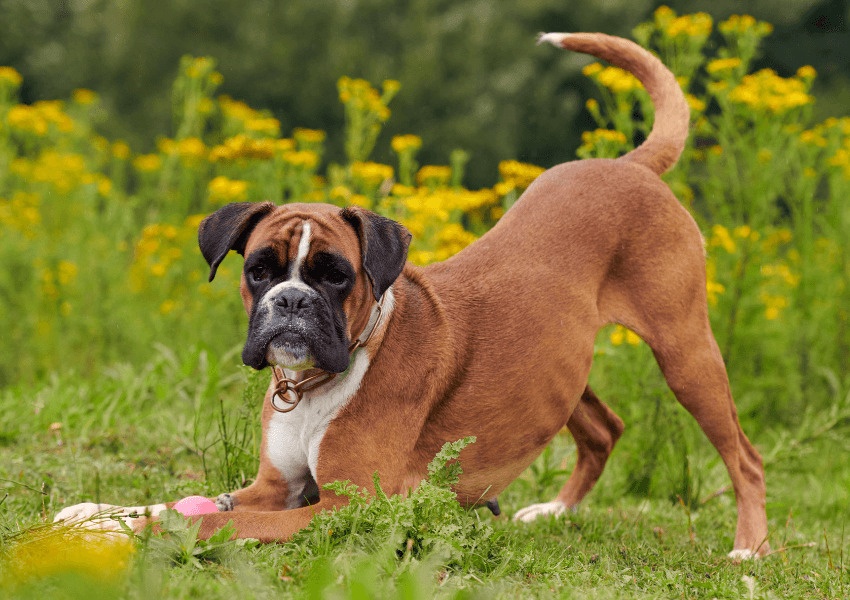 Boxer