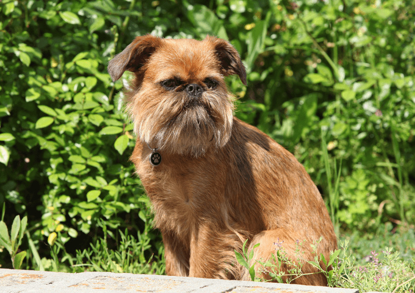 Brussels Griffon