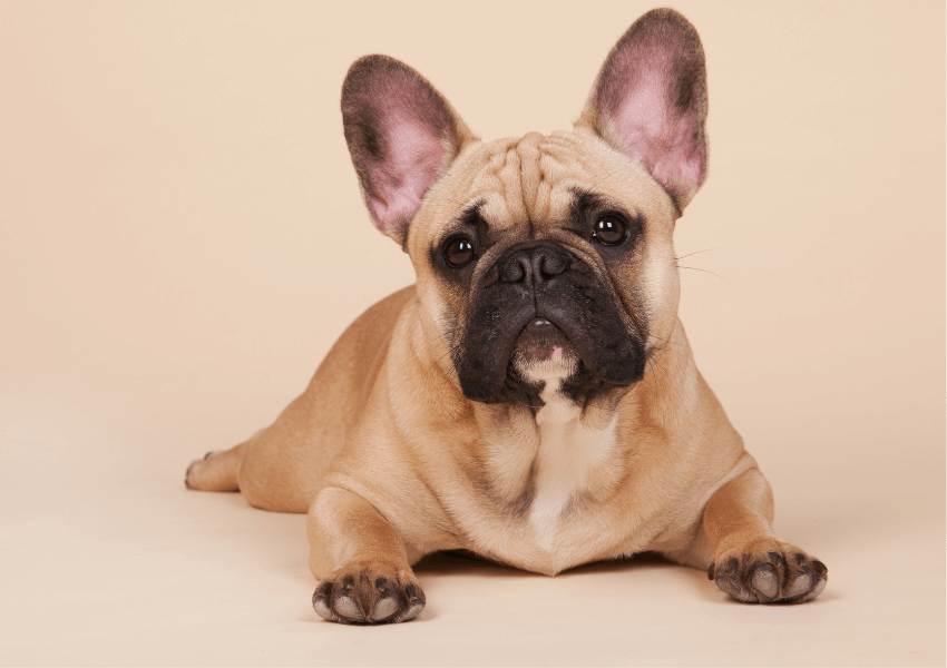 Bulldog Francese