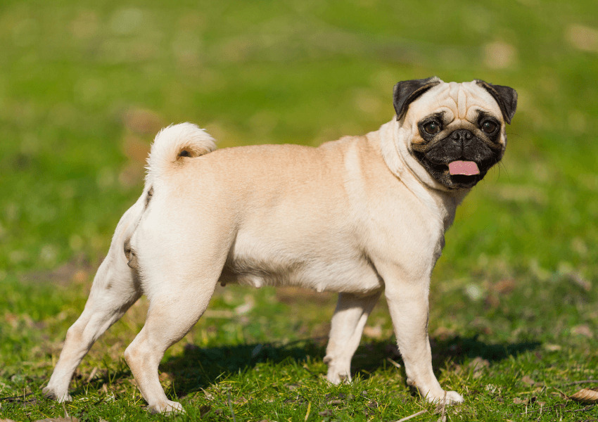 Carlino