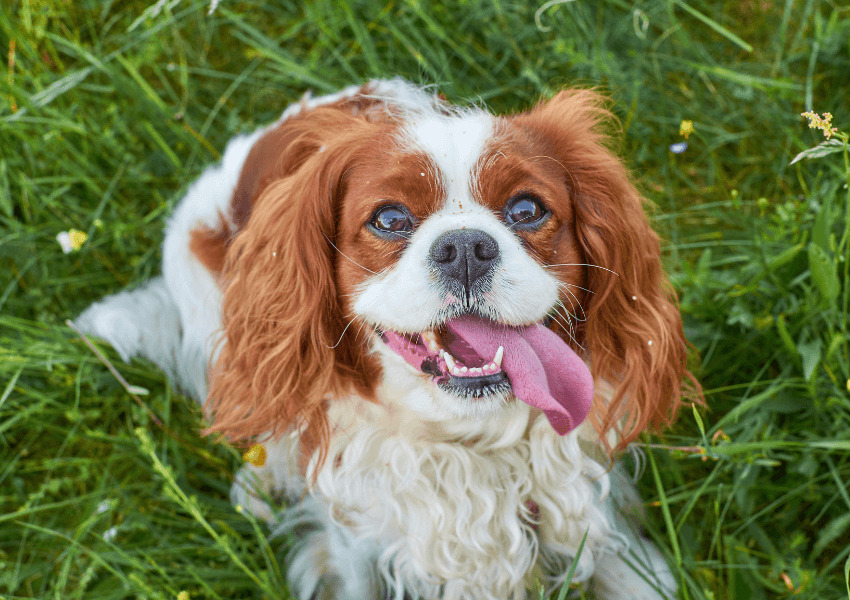 Cavalier King Charles Spaniel