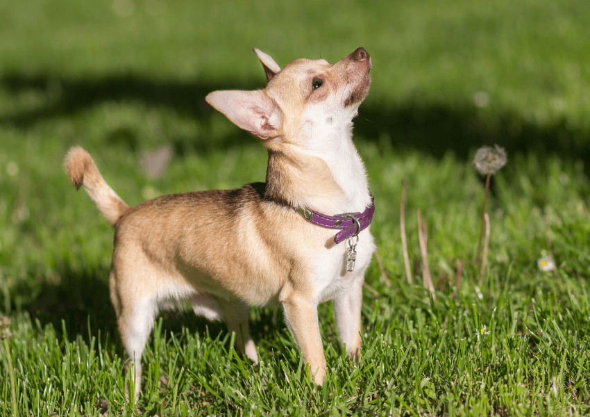 Chihuahua