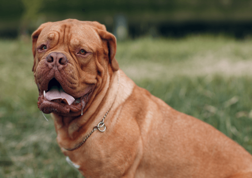 Dogo di Bordeaux