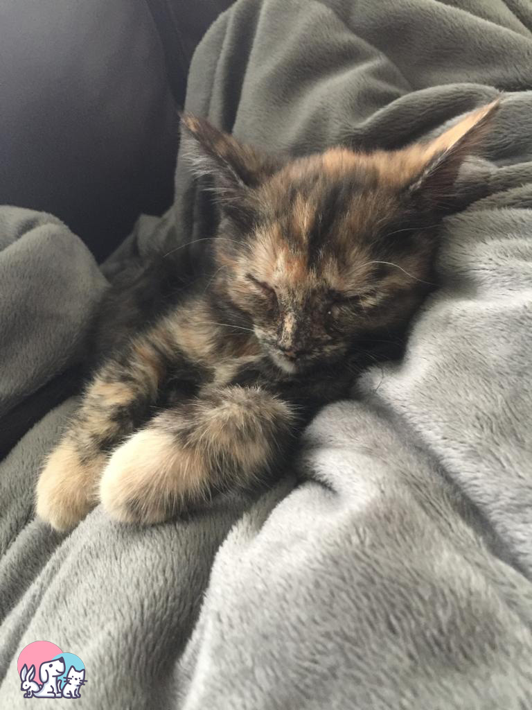Gatto Tartarugo