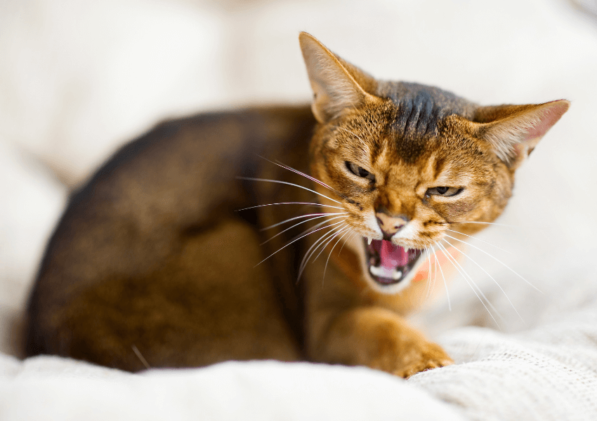 Gatto Abissino 3