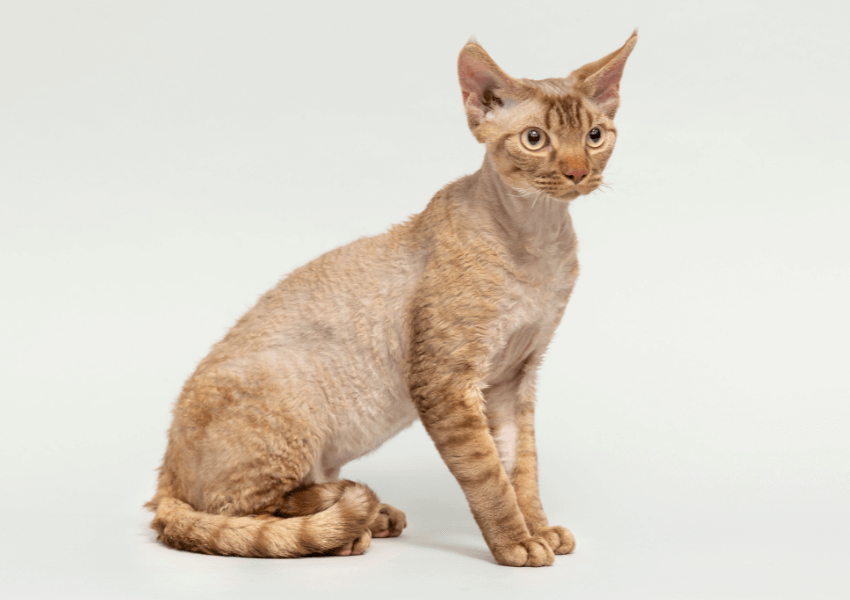Gatto German Rex 2