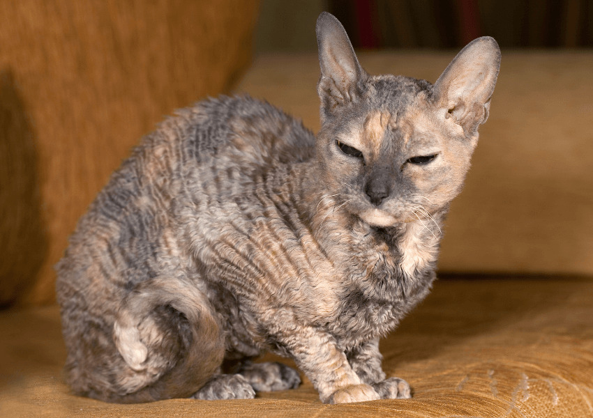 Gatto German Rex 3