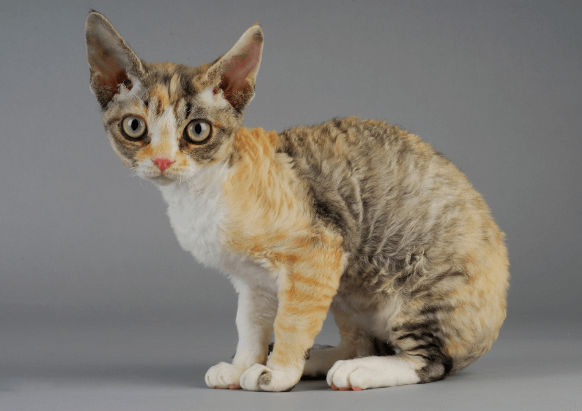 Gatto German Rex 4