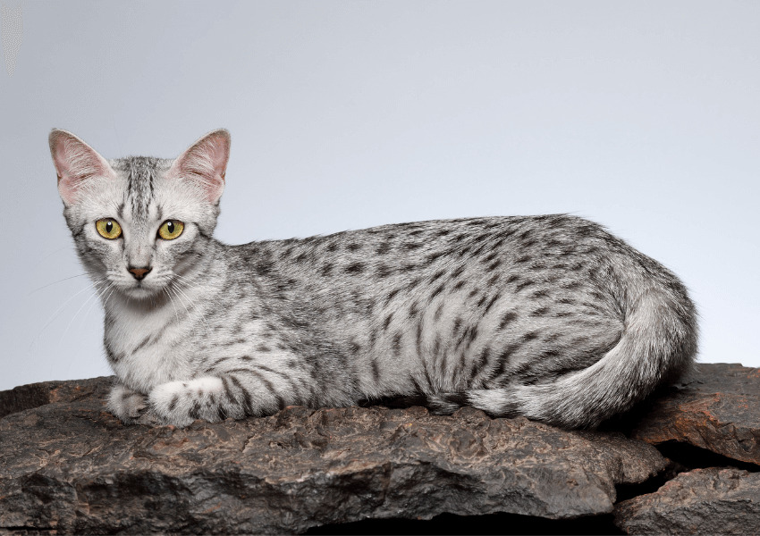Gatto Mau Egiziano