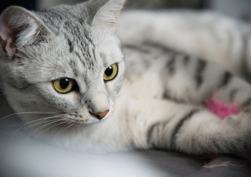 Gatto Mau Egiziano 2