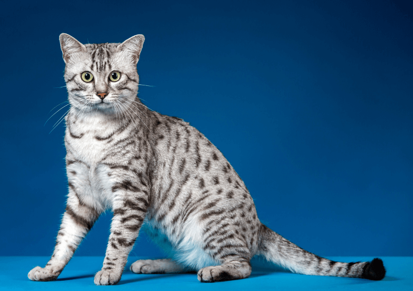 Gatto Mau Egiziano 3
