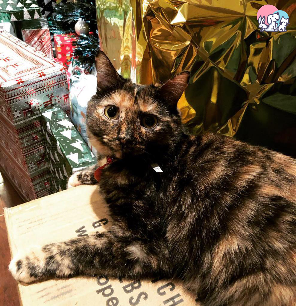 Gatto Tartarugo