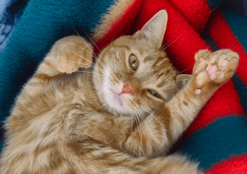 Gatto polidattile 2