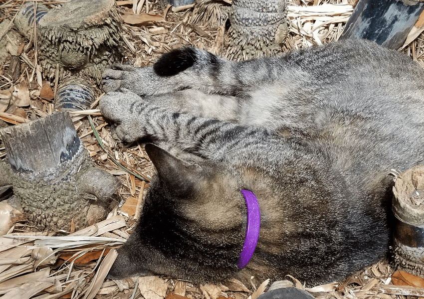 Gatto polidattile 3