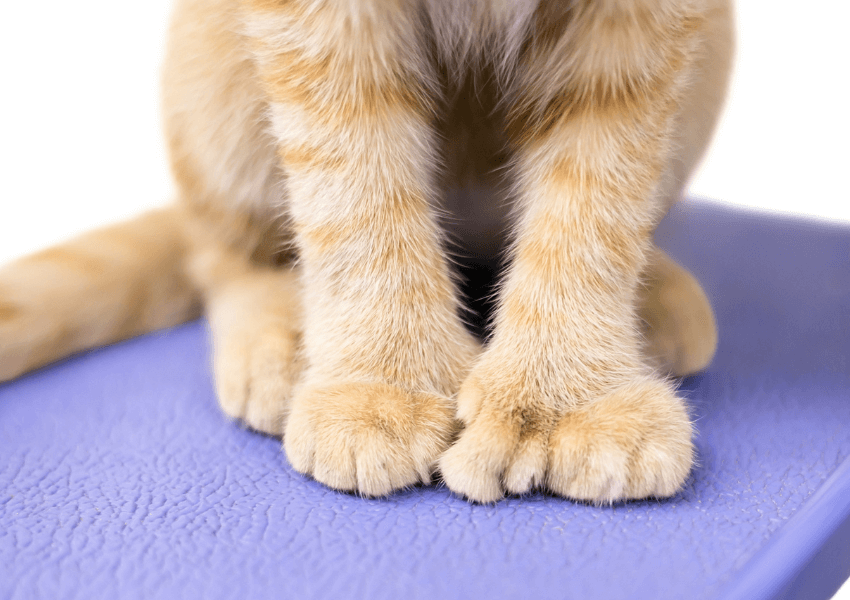 Gatto polidattile 4