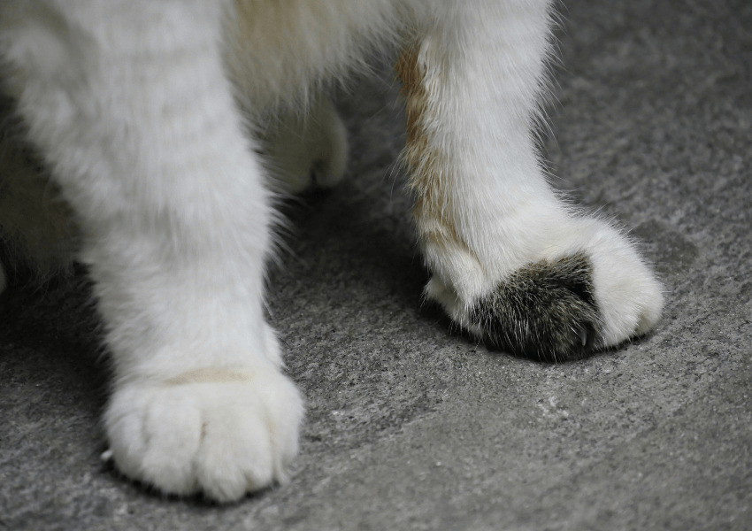 Gatto polidattile 5